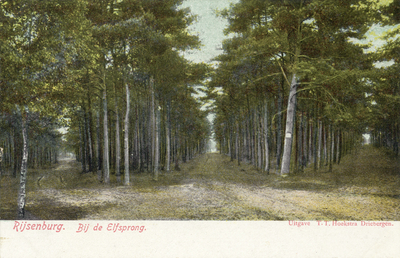 10252 Gezicht op enkele paden van de Elfsprong in het naaldbos bij Rijsenburg. N.B. De gemeenten Driebergen en ...